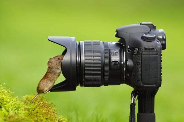 Обои мышка, фотоаппарат, любопытство, объектив