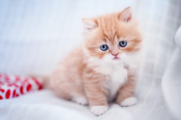 Обои рыжий котёнок, малыш, котёнок