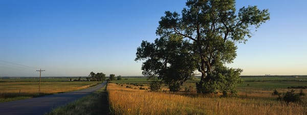 Обои дерево, дорога, сельская местность, поле