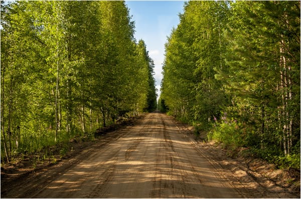 Обои Лесная дорога, лес, вечер, дорога