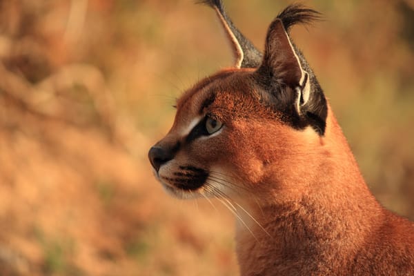 Обои Caracal, степная рысь, кисточки, морда, уши, хищник, каракал