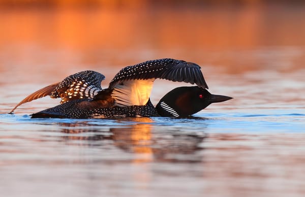 Обои Птица, Great northern loon, Вода, Животные