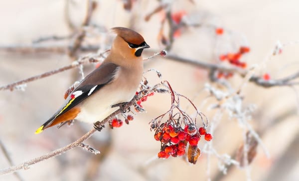 Обои свиристель, garrulus, птица, Emyan, зима, Bombycilla