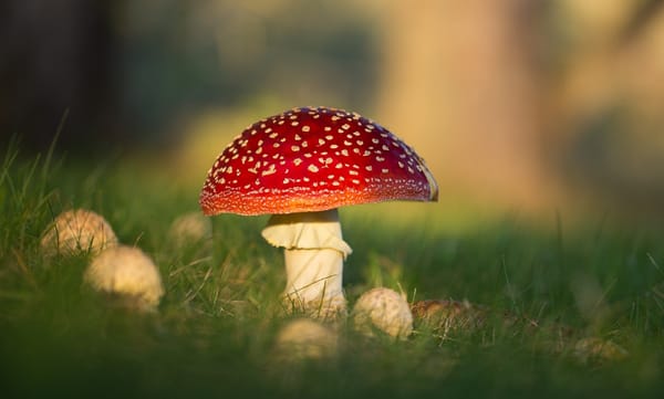 Обои Мухомор красный, Georgi Georgiev, macro, bokeh, nature