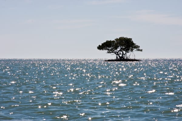 Обои море, остров, мангровые леса