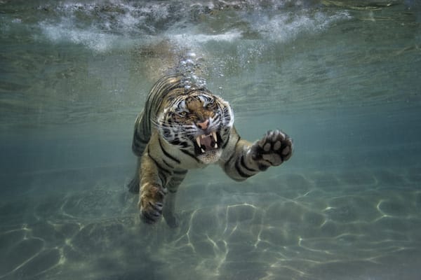 Обои тигр, под водой, хищник, кошка
