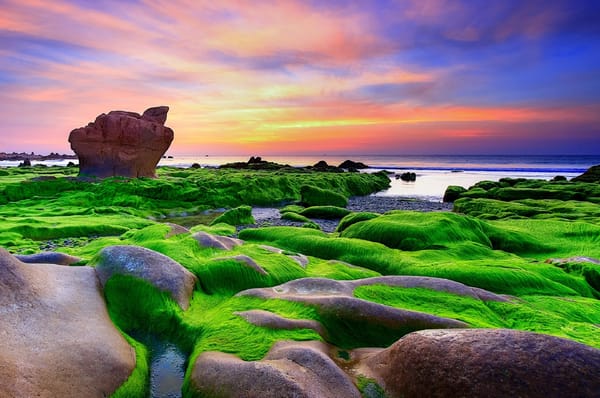 Обои скала, Tuan Nguyen, вьетнам, море, водоросли, зеленый мох, камни
