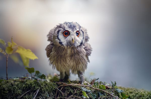 Обои Tanja Brandt, природа, птицы мира, сова, листья, птица, веточки