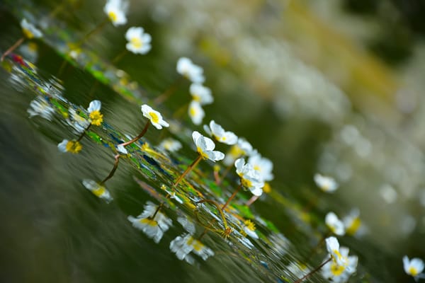 Обои цветы, фотограф Katrin Suroleiska, вода, природа