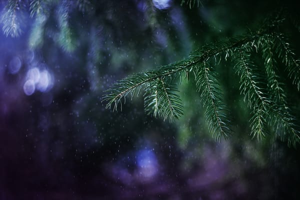 Обои ель, Anastasia Ri, ветка, макро