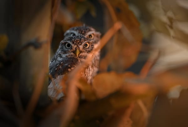 Обои Tanja Brandt, совята, природа, ветки, птицы мира, листва, птенцы