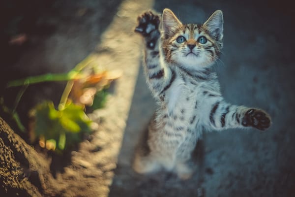 Обои котенок, природа, Юрий Коротун