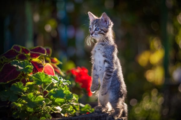 Обои кошки, Юрий Коротун, цветы, природа