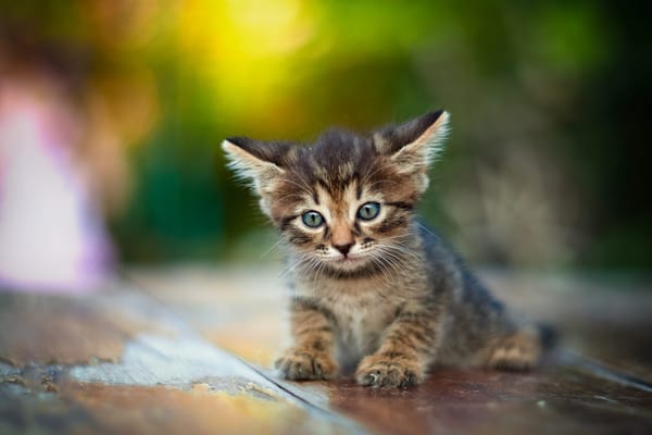 Обои кошки, Юрий Коротун, природа