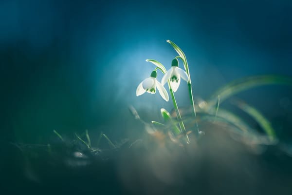 Обои подснежники, природа, размытые