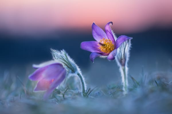 Обои природа, первоцветы, весна, макро