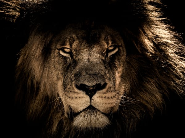 Обои African, Lion, animals