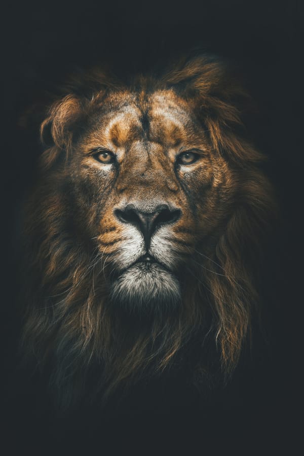 Обои Лев, Lion, темный