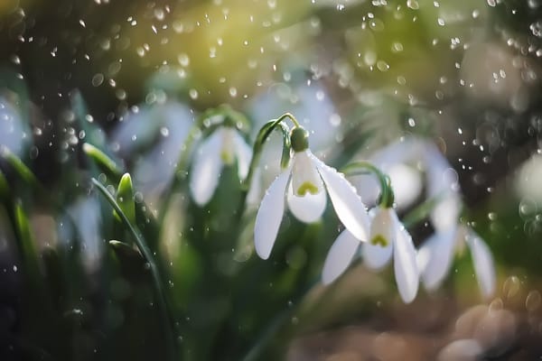 Обои природа, подснежники, цветы, весна, первоцветы