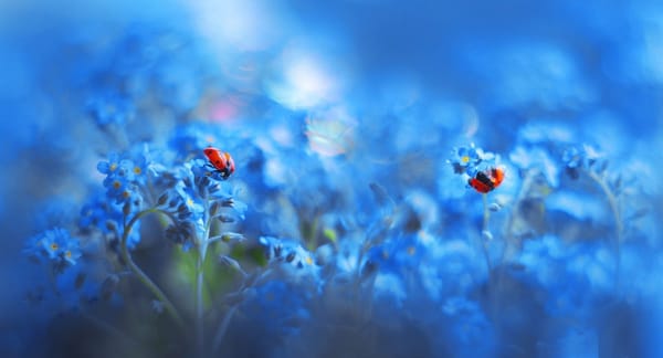 Обои Божьи коровки, Anastasia Ri, незабудки, голубой