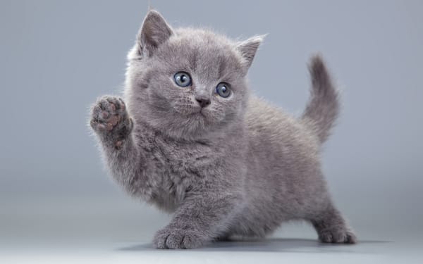 Обои Британская короткошерстная кошка, серый, котенок
