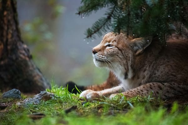 Обои рысь, кошка, лес, дождь