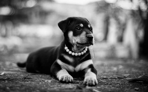 Обои rottweiler, друг, чб, щенок, собака