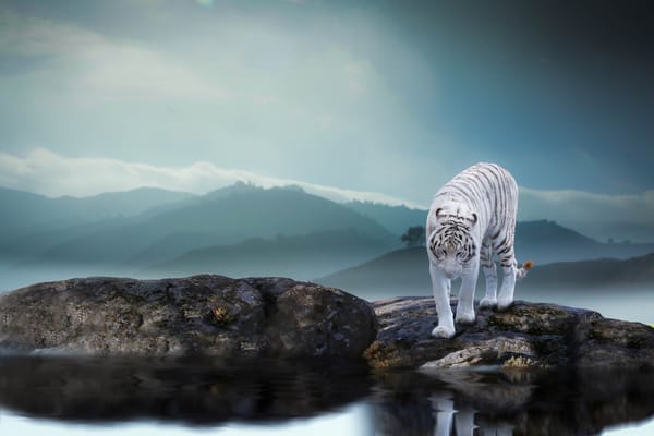 Обои природа, хищник, животное, Thai Phung, тигр, водоём, камни
