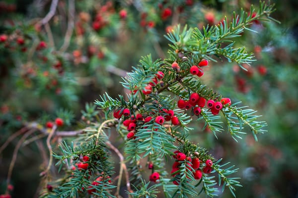 Обои растение, taxus baccata, тис ягодный, дерево