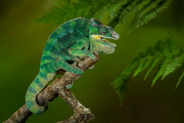 Обои chamaeleo calyptratus, йеменский хамелеон, хамелеон ящерица