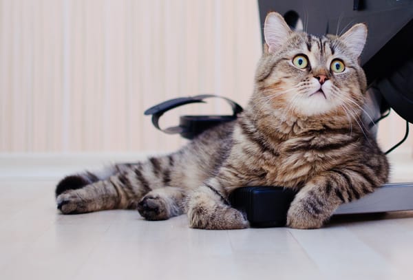 Обои кошка, короткошерстная, британская, british shorthairg