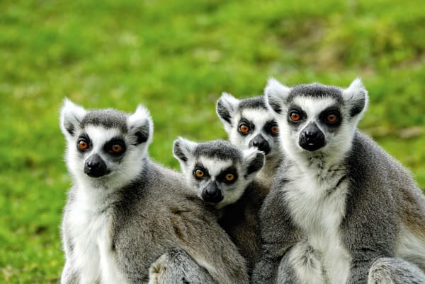 Обои лемуры, мадагаскар, lemuri