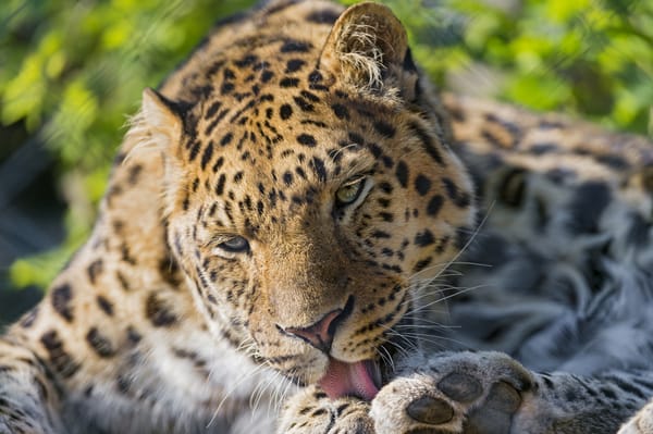Обои кошка, ©tambako the jaguar, язык, умывание, амурский леопард, леопард