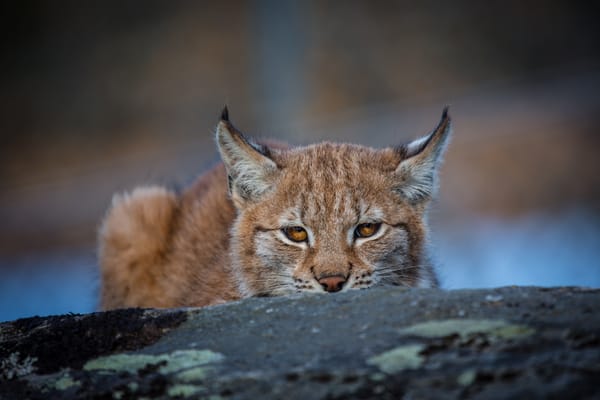 Обои морда, уши, дикая кошка, засада, хищник, рысь, выглядывает