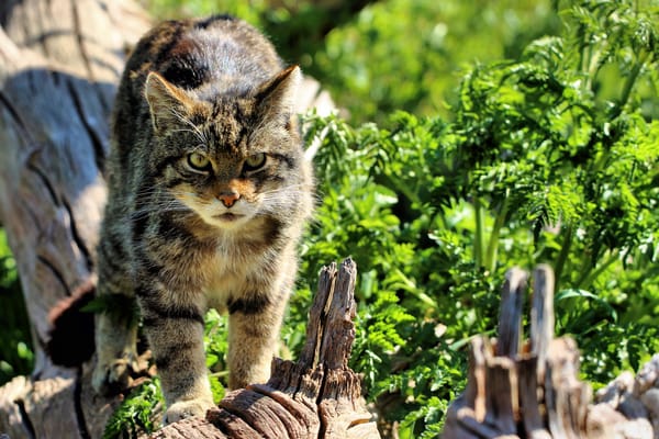 Обои морда, взгляд, шотландская, the scottish wildcat, дикая, кошка