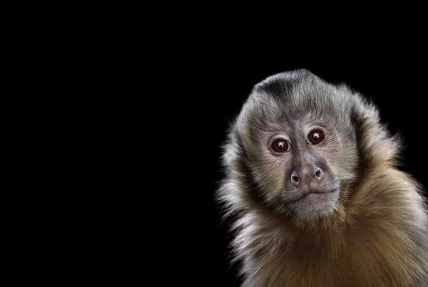 Обои взгляд, capuchin monkey, обезьяна