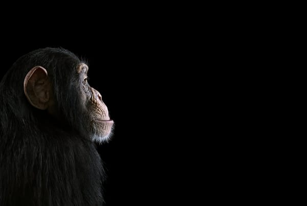 Обои шимпанзе, chimpanzee, обезьяна, взгляд