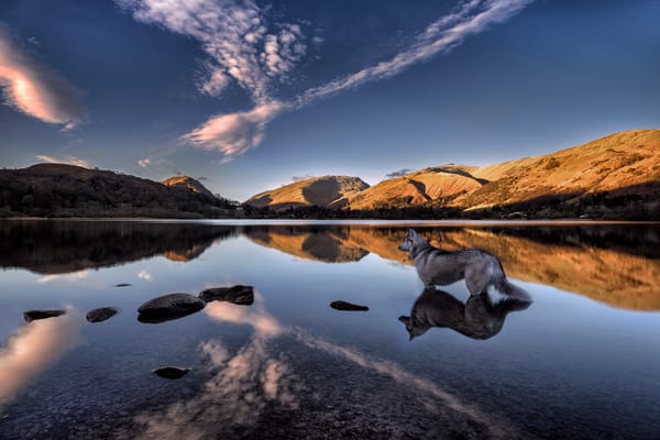 Обои озеро, собака, отражение, озеро грасмир, горы, grasmere lake, хаски, камбрия, англия