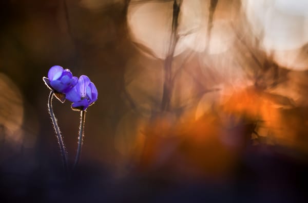 Обои цветы, весна, природа, hepatica nobilis, печёночница