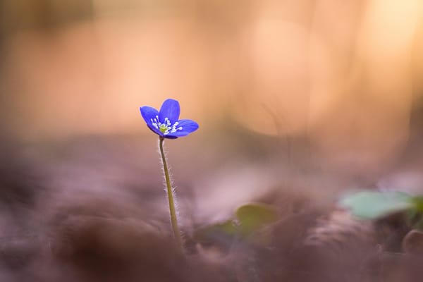 Обои фокус камеры, размытость, лепестки, цветок, печёночница, макро, синяя, anemone hepatica