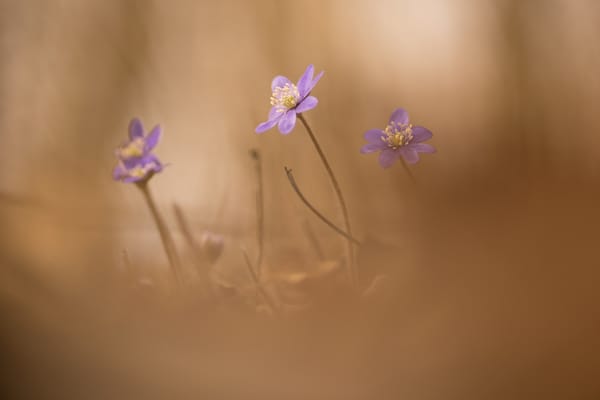 Обои цветы, andreas lööf, природа, hepatica, весна, перелеска, печеночница (печоночница)