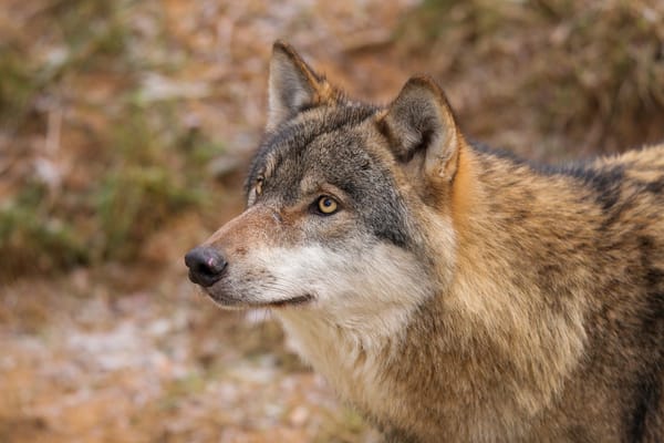 Обои природа, волк, really, big bad wolf!, quiet-bliss