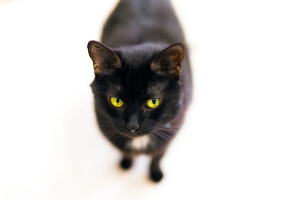 Обои кот, кошачий взгляд, усы