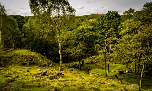 Обои трава, peak district national park, великобритания, longshaw estate, зелень, лето, деревья, камни