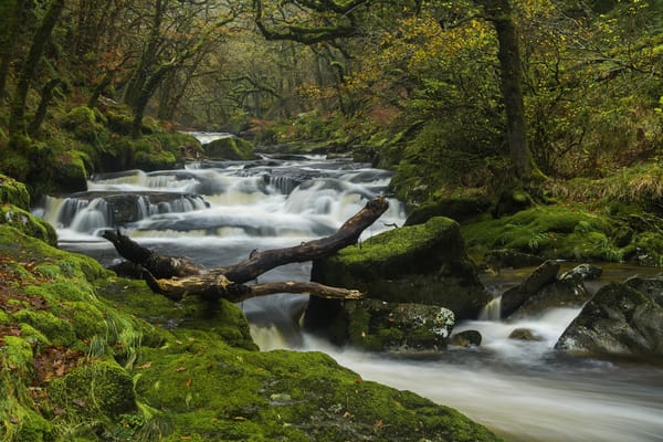 Обои деревья, devon, dartmoor national park, девон, пороги, англия, лес, национальный парк дартмур, осень, england, мох, река