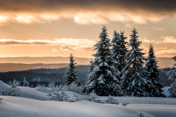 Обои снег, лес, lillehammer, лиллехаммер, норвегия, зима, ели