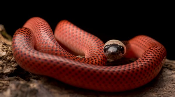 Обои змея, black-collared snake, drepanoides anomalus