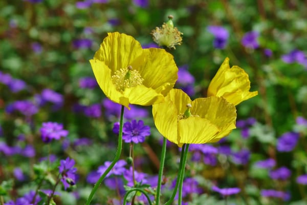 Обои маки, yellow poppies, весенние, весна, poppies, желтые цветы