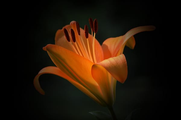 Обои макро, лилия, кувшинка, orange flower