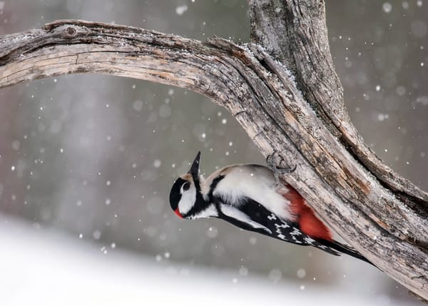 Обои дерево, птица, great spotted woodpecker, дятел